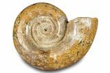 Jurassic Ammonite (Hemilytoceras) Fossil - Madagascar #283361-1